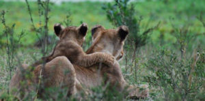 SIMBAS_GOVERNORS1